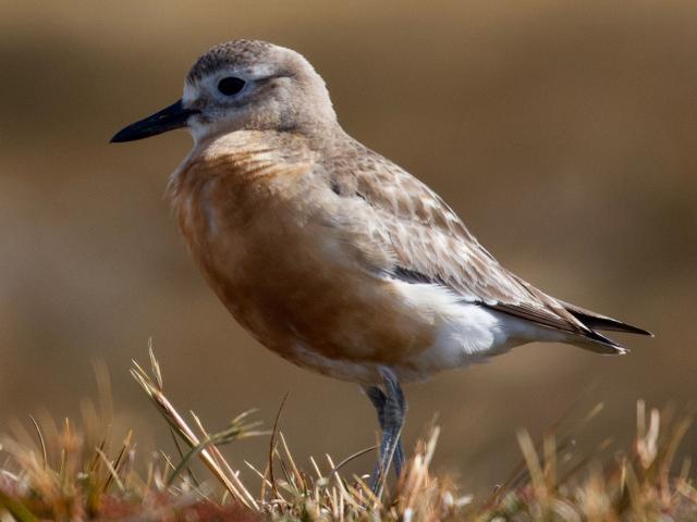 A southern New Zealand dotterel at its breeding grounds on Tin Range in Stewart Island/Rakiura....