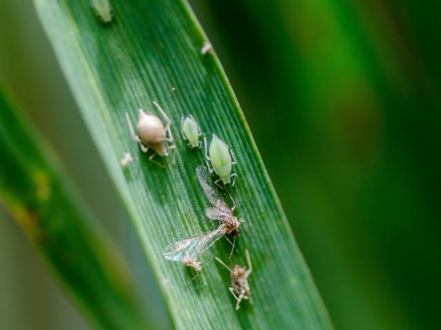 Aphid monitoring is under way in the South. Photos: supplied