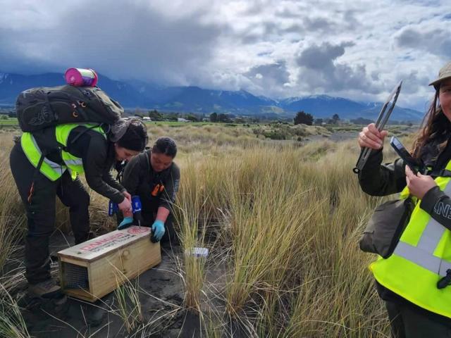 Te Rūnanga o Kaikōura Ltd has trained local youth in predator trapping, ecological restoration,...