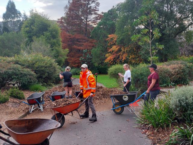Dunedin Botanic Garden staff shift mulch at a teamwork day in the garden. PHOTO: SUPPLIED