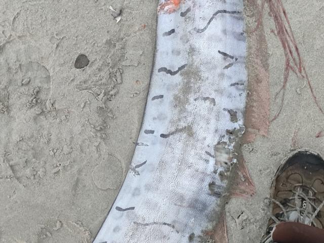 A dead oarfish lies in the sand at Aramoana Beach this week. A recent sighting of the long...