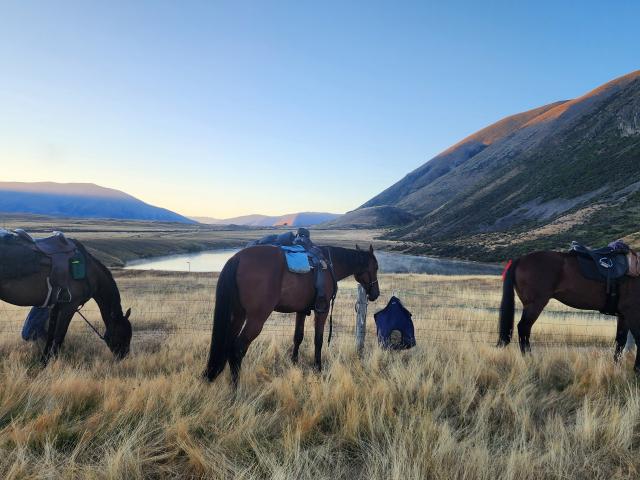 Horses enjoy an early morning meal on the Goldfields Cavalcade Les Beattie Horse Trail to Twizel,...