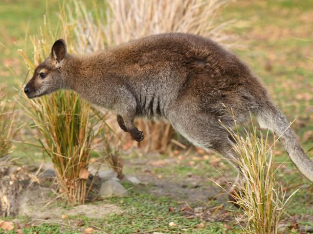 Eradicating wallabies from the region is proving a challenge for the Otago Regional Council as...
