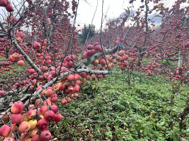 An orchard block in Ettrick remains unpicked. PHOTO: KIM BOWDEN