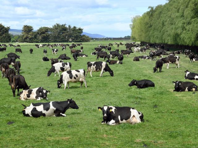 Cows graze on a paddock on the Taieri, near Dunedin. PHOTO: STEPHEN JAQUIERY