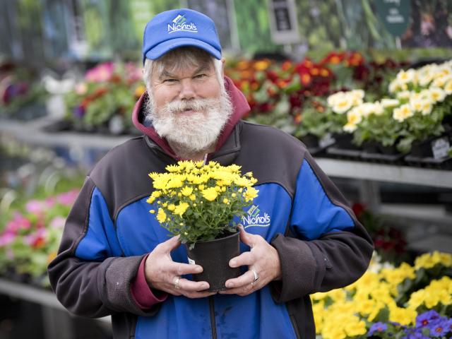 Nichol’s Garden Centre Dunedin senior shop assistant Davie Dijker holds a garden mum plant at the...