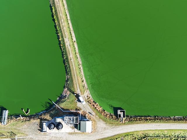 The Gore wastewater treatment plant was affected by an algae bloom in early March. PHOTOS: AME...