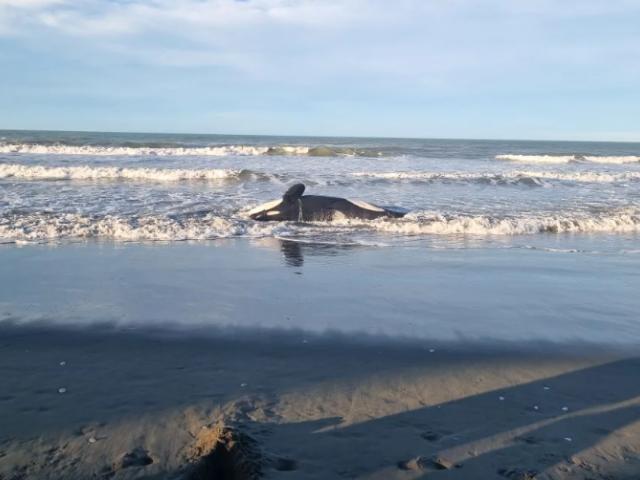 The adult orca was first noticed by a member of the public at a beach north of Waimairi. Photo:...