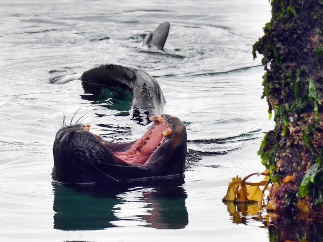 A large sea lion yawns at the Steamer Basin. Two recreational fishers had been concerned about it...