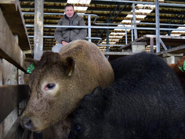 Taieri farmer Geoff Edgar’s Charolais and Belgian blue-cross steer (left) won the supreme hoof...
