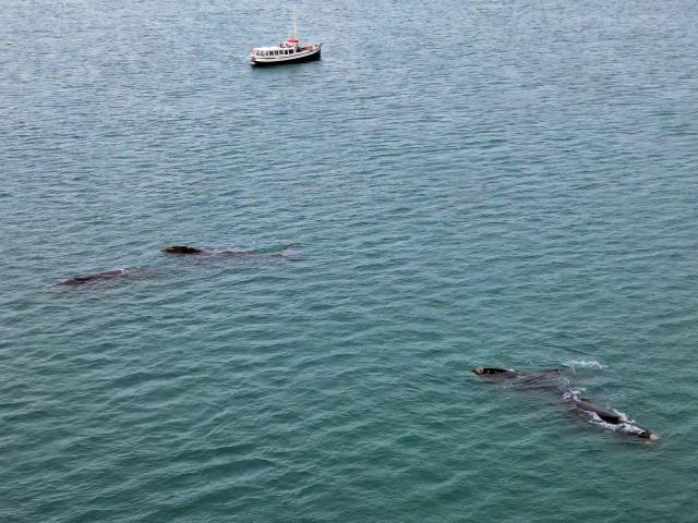 Harbour tourist boat Monarch lurks close to a pod of up to 7 Right whales which mooched around in...