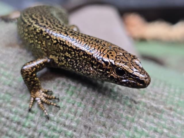 A rare skink born in April this year after its pregnant mother was flown north. Photos: supplied