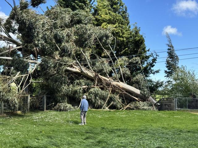 Claire Perry praised Delta’s arborist teams and their linesmen after they worked into the night...
