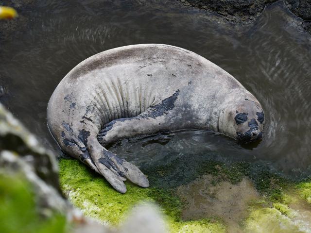 A juvenile elephant seal moults on Otago Peninsula. PHOTO: PARIS STRATTON / CLEARWATER WILDLIFE...
