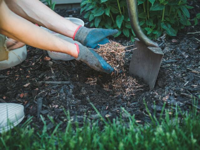 Putting mulch into a garden. PHOTO: GETTY IMAGES