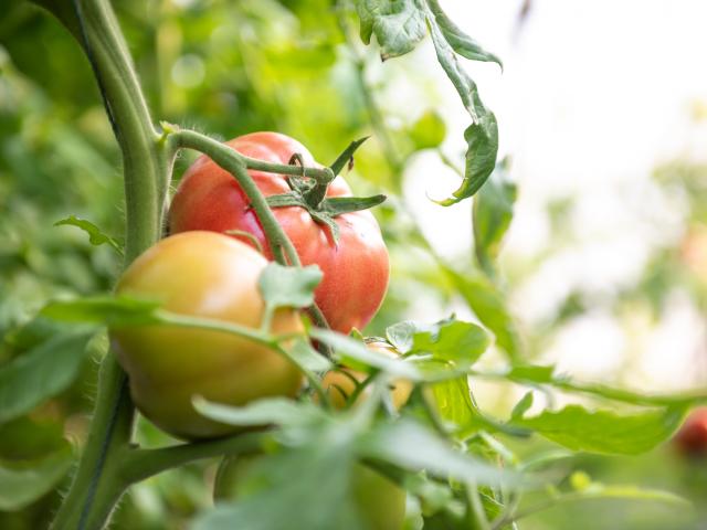 Tomatoes in the greenhouse. PHOTO: GETTY IMAGES