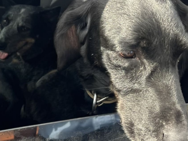 Nala (left) and Jock were found safe on Monday and returned to their relieved owners. Photo:...