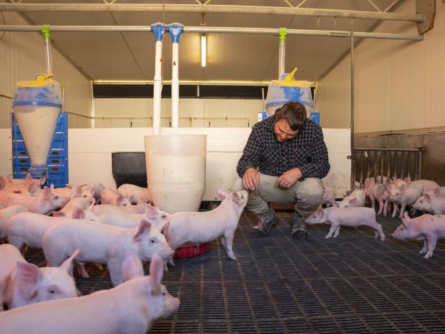 NZPork says New Zealand pig farmers work hard to produce 100% locally born and raised pork,...