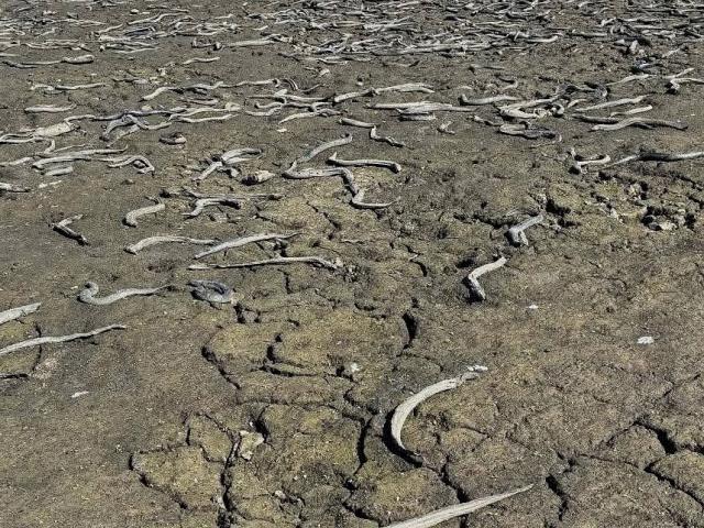 Dead aquatic life is strewn across the lakebed. Photo: LDR / Supplied / Rangitāne o Manawatū...