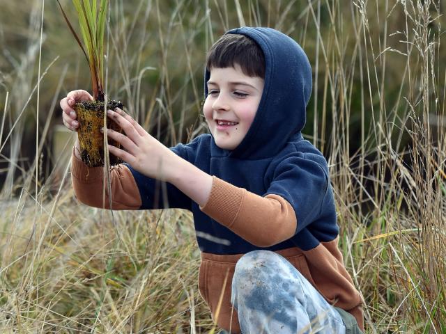 Eddie Roxburgh gets ready to plant a flax at Karitane yesterday. PHOTOS: PETER MCINTOSH
