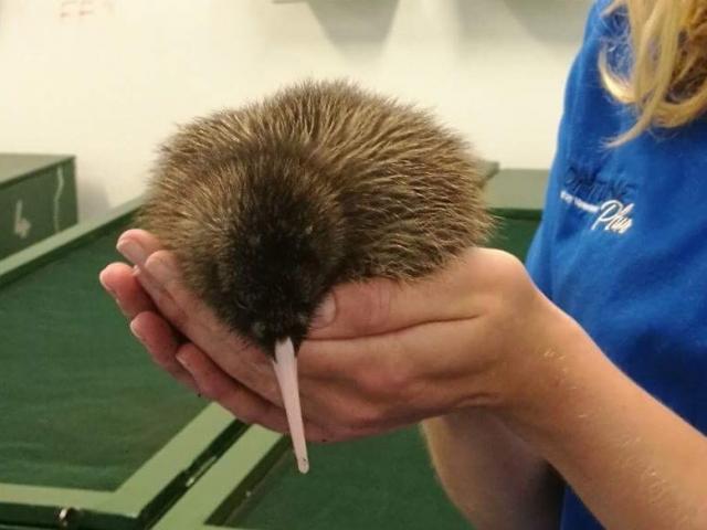 West Coast Wildlife Centre kiwi husbandry manager Nicki van Zyl holds four-day-old Eggnog, the...