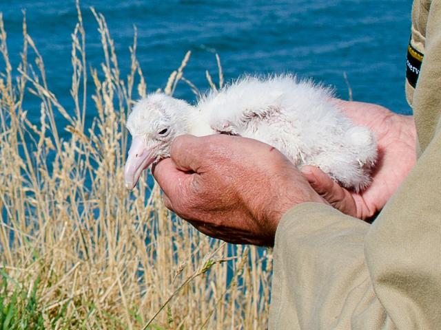 The chick is the focus of Doc's Royal Cam. Photo: supplied 
