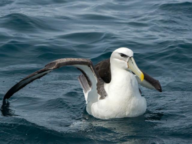 The white-capped albatross. Photo: Doc