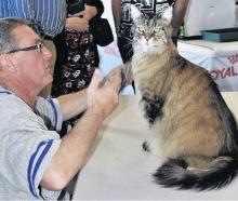 Maine Coon cat, Roley, aged 14 1/2 years old, was a star attraction at Cuddle Corner. Photo:...