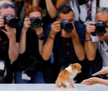Photographers take pictures of cast member Demi Moore’s dog, as she poses during a photocall for...