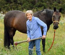 Alice Sinclair (86) grubs weeds on her Taieri property before saddling up Keira for this year’s...