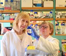 University of Otago researchers Joanna Williams (left) and Diane Guevremont say the early...