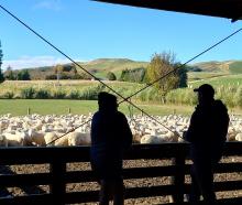 Perendale breeders view sheep on display at Mike McElrea’s Gowan Braes stud at Edievale during...