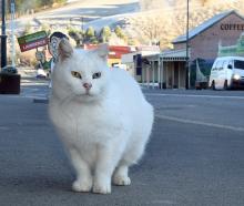Bowie, the much-loved tailless Lawrence cat, is moving on from his chequered past. PHOTOS:...