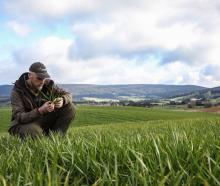 Rob Auld on his Southland farm, which comprises a sheep and cropping operation alongside a...