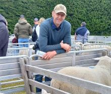 North Otago ram breeder Dave Robertson with some of his Rocket Rams during his sale last week....