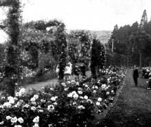 The rose garden at Dunedin Botanic Garden. — Otago Witness, 18.12.1923