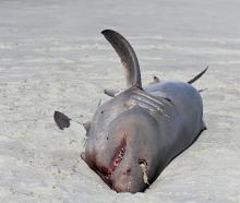 A 2m-long porbeagle shark washed up on the beach near Westwood between the Kaikorai Lagoon and...