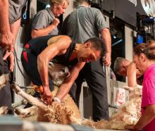 Leon Samuels shears a sheep on his way to winning the Golden Shears in Masterton at the weekend....