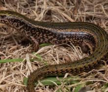 The Canterbury spotted skink has been reclassified as Nationally Critical. Photo: Supplied /...