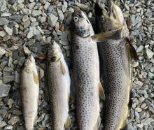 Dead trout recovered from Bullock Creek in Wānaka on Thursday last week. PHOTO: SUPPLIED / MASON...