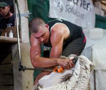 Ettrick-born shearer Luke Vernon works rapidly, on his way to breaking the world record for...