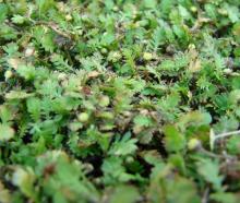 Leptinella nana or the pygmy button daisy is one of New Zealand’s most threatened species. Photo:...