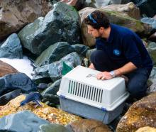 Big Bird runs back to sea with the help of Oamaru Blue Penguin Colony environment team leader...