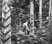 Tapping rubber trees for their useful sap, Western Samoa. — Otago Witness, 1.4.1924