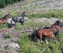 Some of a resident herd of wild horses on commercial forestry land in the back hills of...