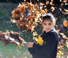 Thea Harper, 8, scoops up autumn leaves at the same event.
