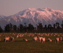 Beef +Lamb says New Zealand boasts some of the highest animal welfare standards in the world -...