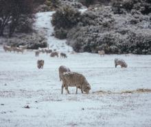 Sheep continue to graze in Frankton despite getting covered in snow. Photo: Rhyva van Onselen