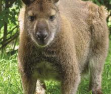 Wallabies are on the loose in Mid Canterbury. Photo Supplied