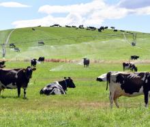 Dairy cows rest on irrigated paddocks near Omakau earlier this year. PHOTO: STEPHEN JAQUIERY